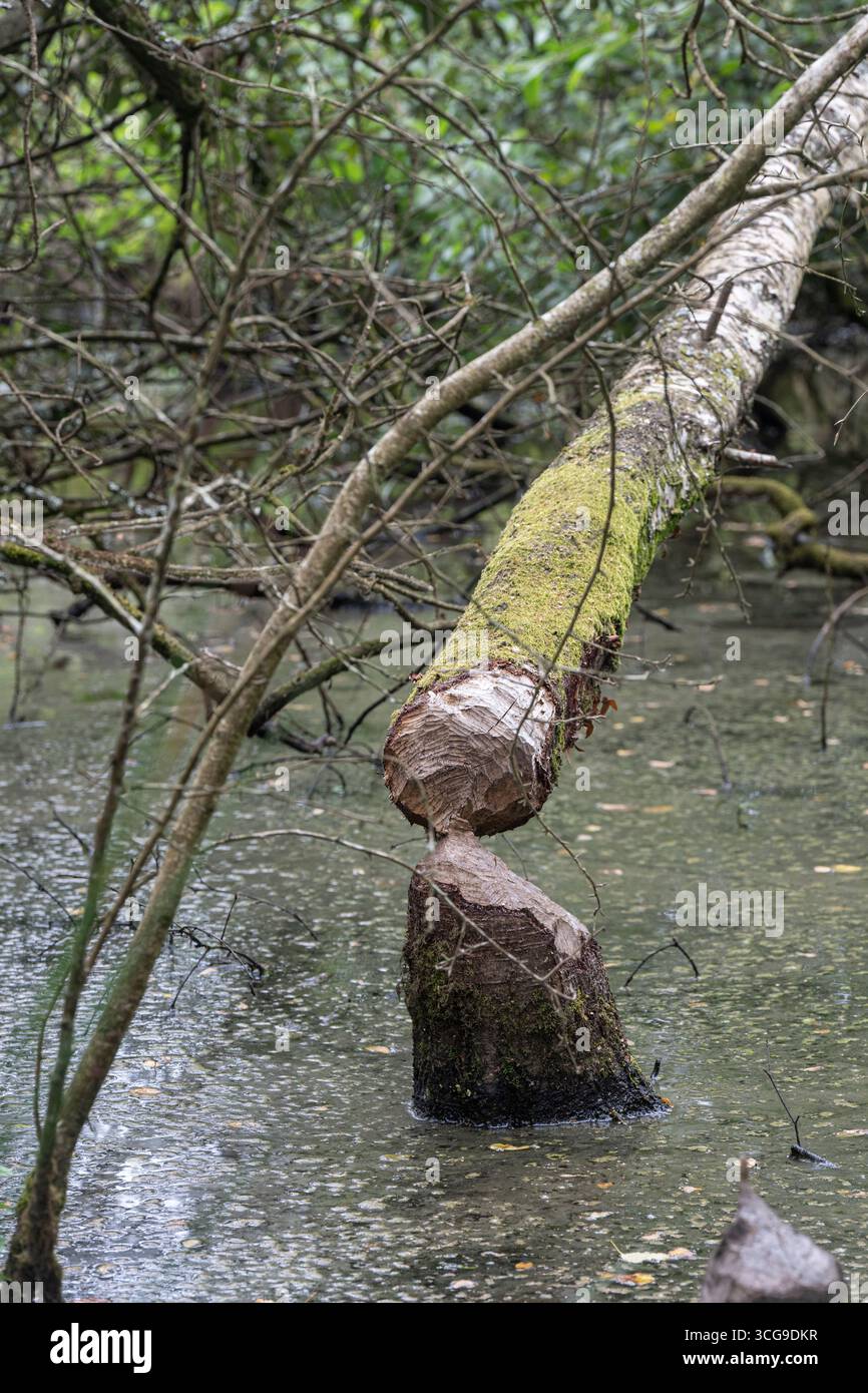 Biber: Rizinusfaser. Baum gefällt von. Cornwall, Großbritannien Stockfoto
