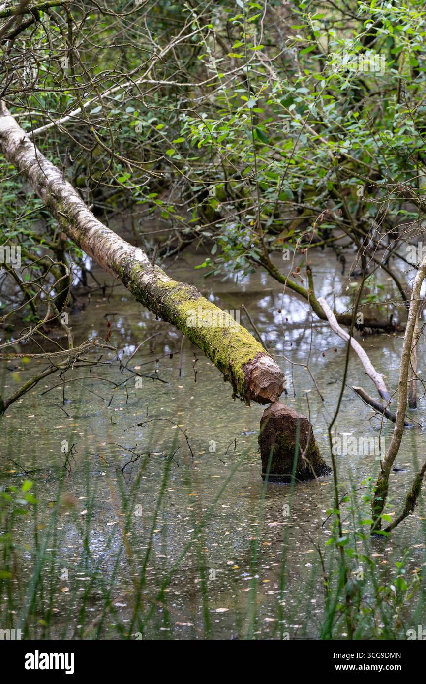 Biber: Rizinusfaser. Baum gefällt von. Cornwall, Großbritannien Stockfoto