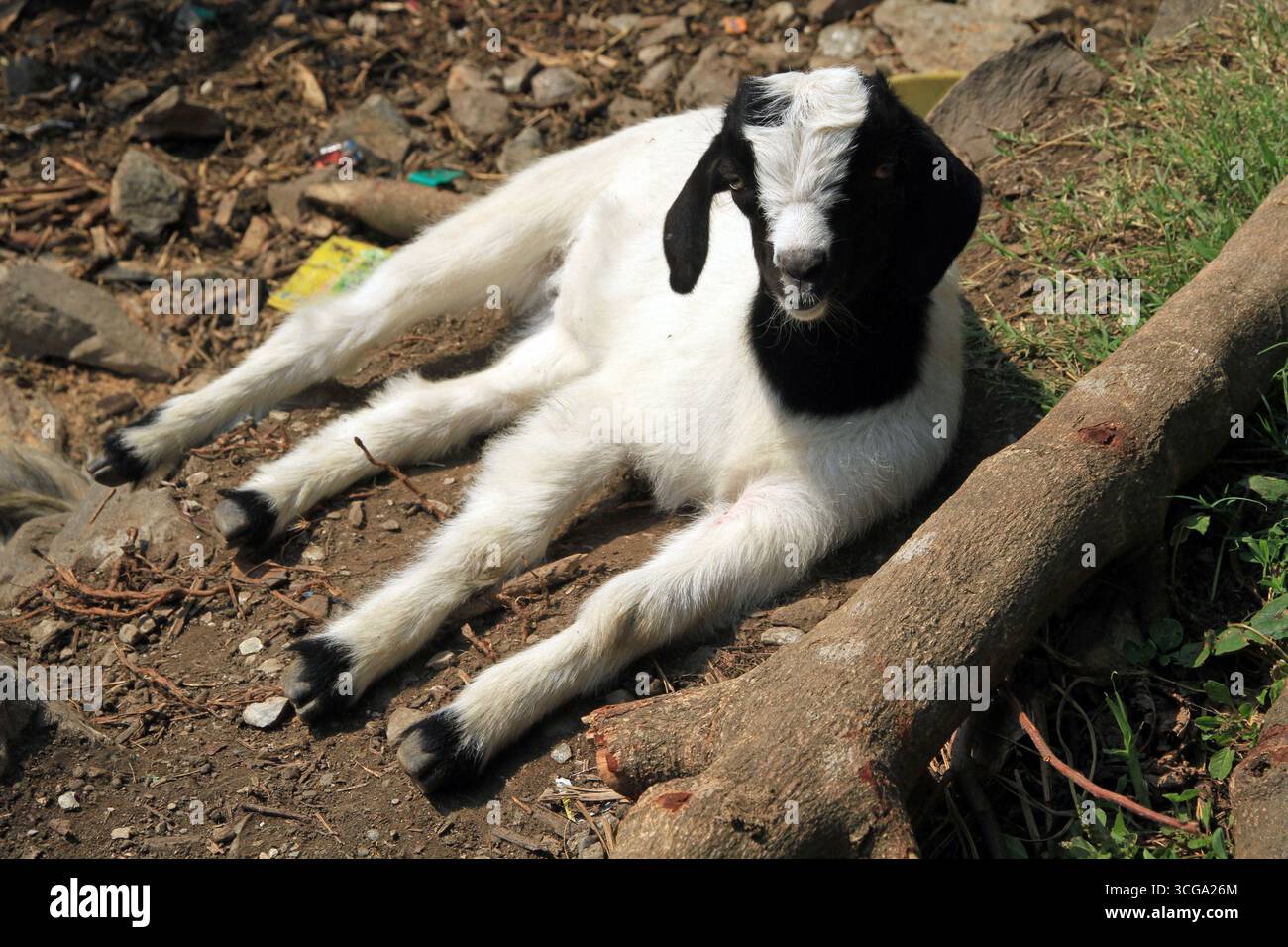 Ziege, Birethanti, Annapurna Area, Himalaya, Nepal Stockfoto Ziege, Birethanti, Annapurna Area, Himalaya, Nepal Stockfoto