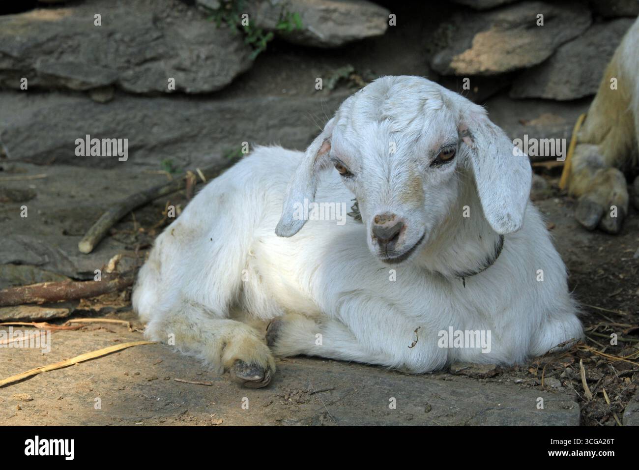Ziege, Birethanti, Annapurna Area, Himalaya, Nepal Stockfoto Ziege, Birethanti, Annapurna Area, Himalaya, Nepal Stockfoto
