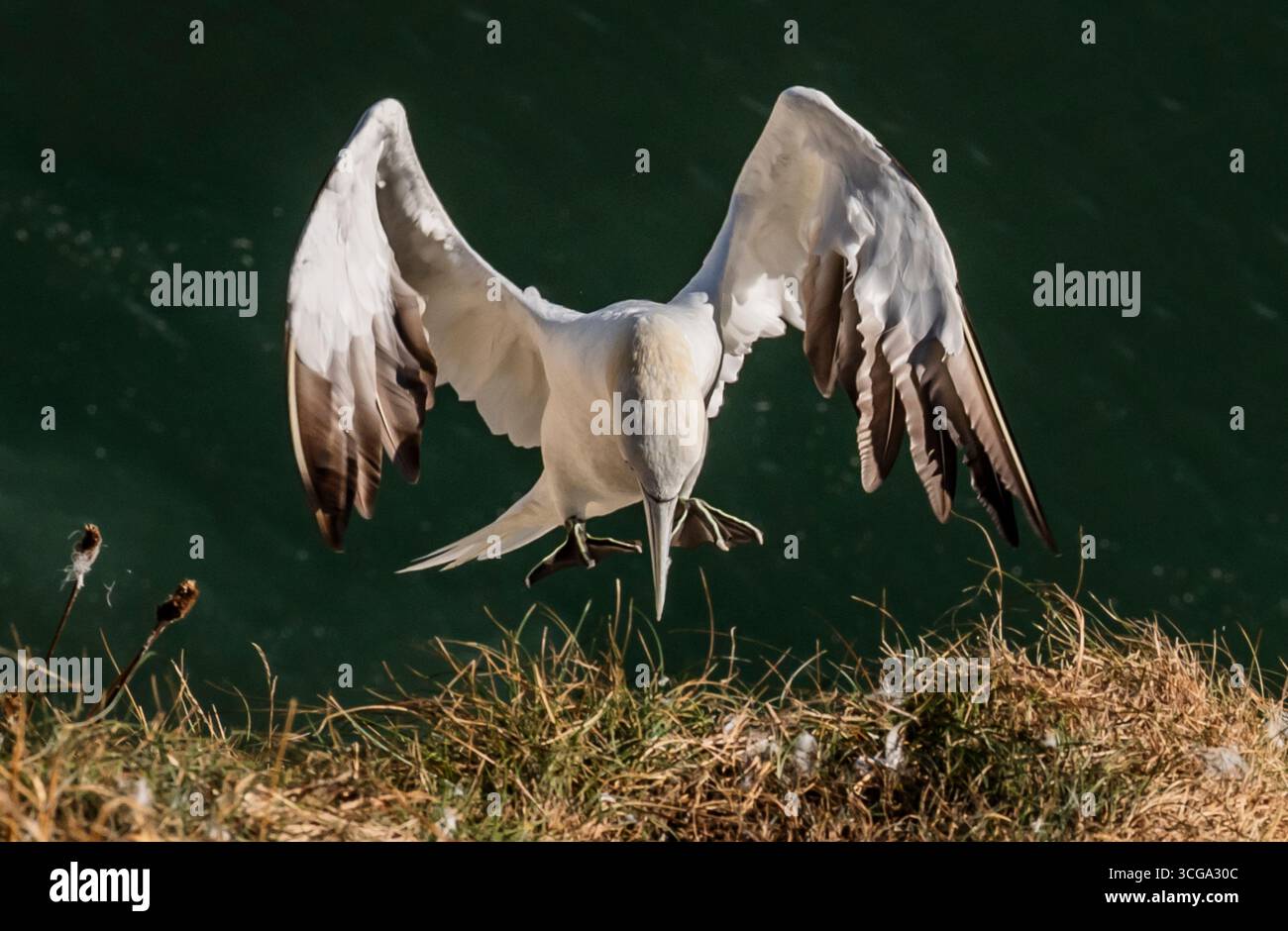 Ein Nisttölzer an den Bempton Cliffs in Yorkshire, nachdem über 250.000 Seevögel zu den Kreidefelsen strömten, um einen Gefährten zu finden und ihre Jungen aufzuziehen. Bilddatum: Mittwoch, 27. August 2025. Stockfoto