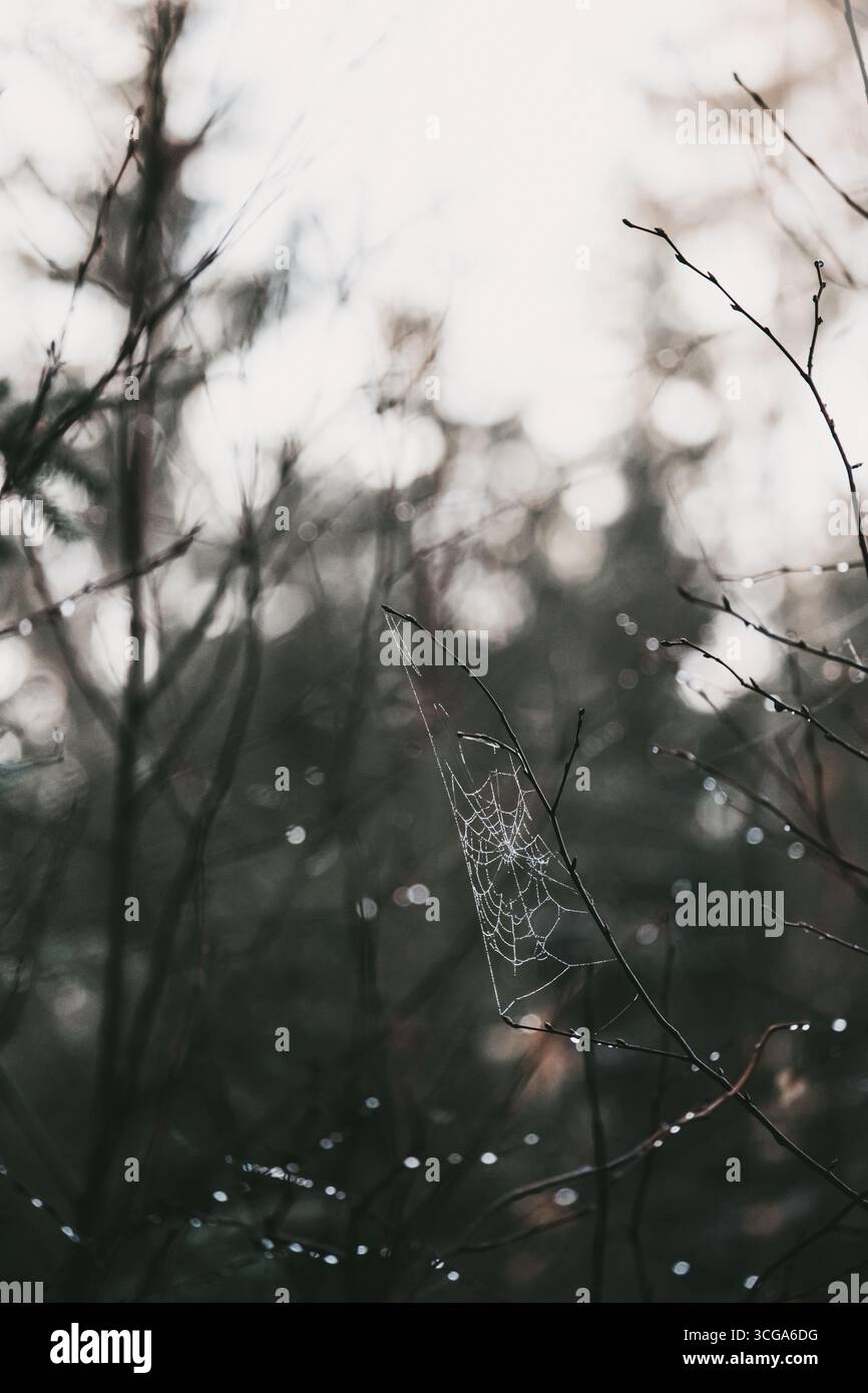 Moody Forest Spiderweb mit Dew, dunkler Akademiehintergrund Stockfoto