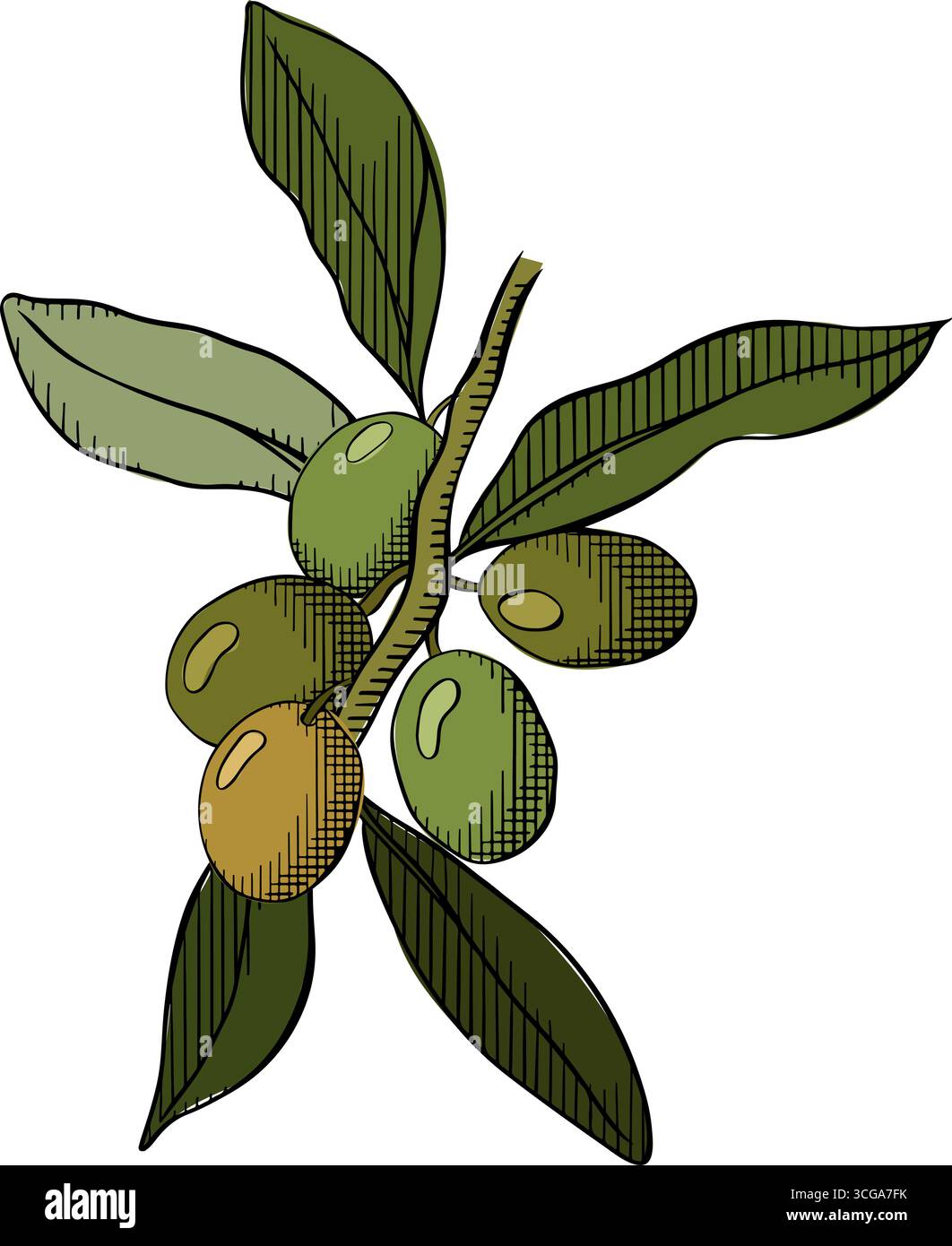 Zusammensetzung der Olivenbeerzweige farbig. Abbildung der grafischen Vektorfarbe. Silhouettenzeichen für Logo, Druck, Comics, Mode, Pop Art, Platinen, Desig Stock Vektor