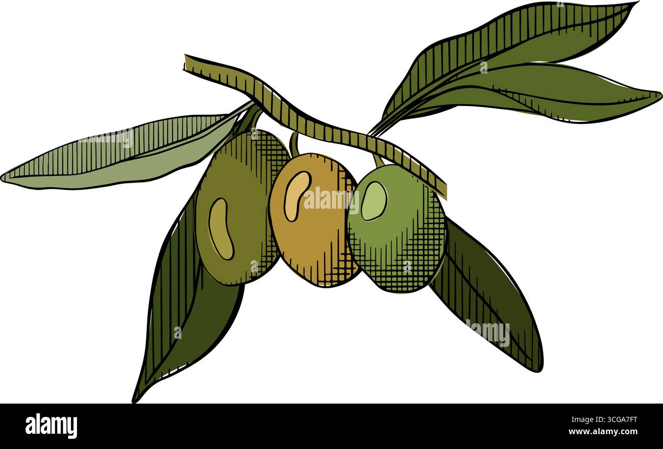 Olivfarbene Linienzeichnung. Zusammensetzung der Olivenbeerzweige farbig. Abbildung der grafischen Vektorfarbe. Kunst Mit Blumenmuster Handgezeichnet Olivgrün. Hochzeitseinladungen Stock Vektor