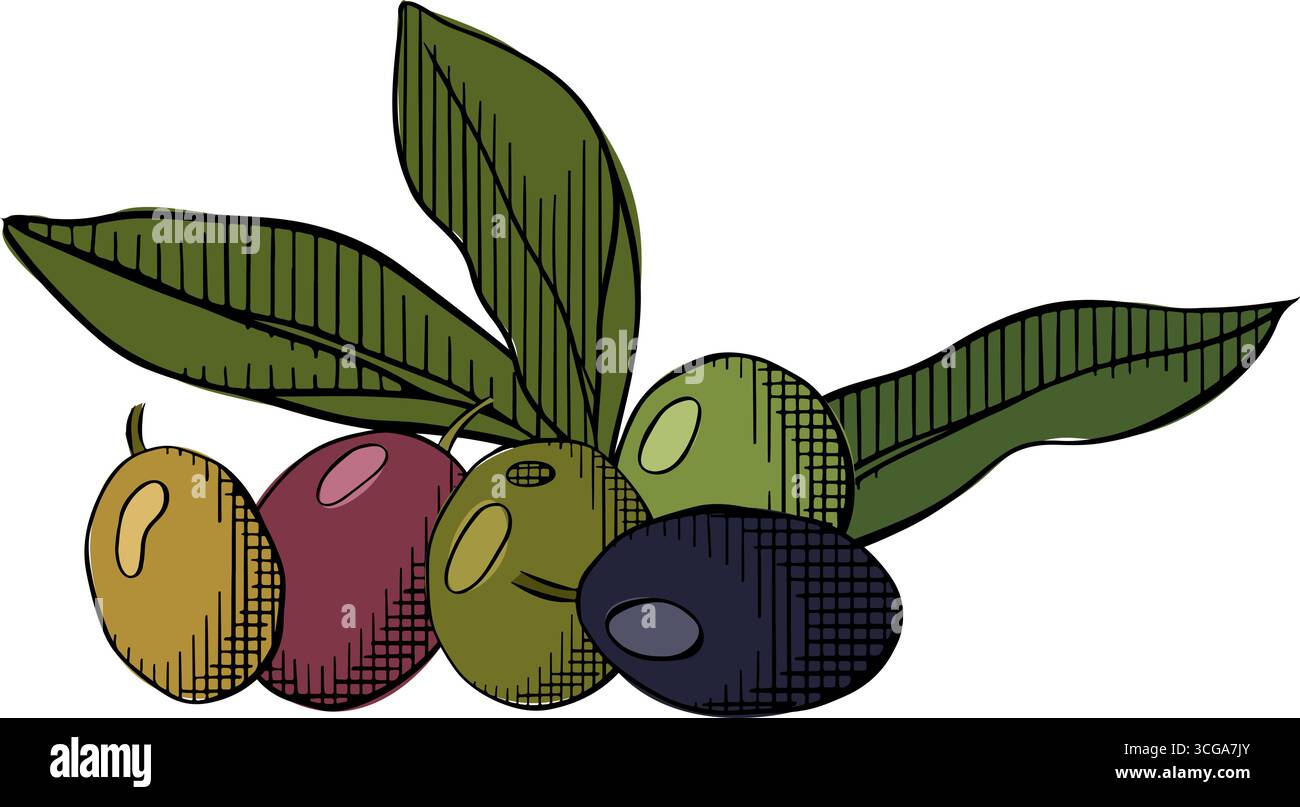 Oliven-Frucht-Oliven-Beeren-Komposition farbig. Abbildung der grafischen Vektorfarbe. Verwendung für Kosmetikverpackungen, Geschäfte, Geschäfte, Produkte, Spa-Salon, Wohlbefinden Stock Vektor