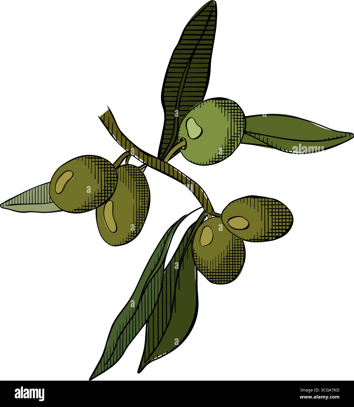 Zusammensetzung der Olivenbeerzweige farbig. Abbildung der grafischen Vektorfarbe. Silhouettenzeichen für Logo, Druck, Comics, Mode, Pop Art, Platinen, Desig Stock Vektor