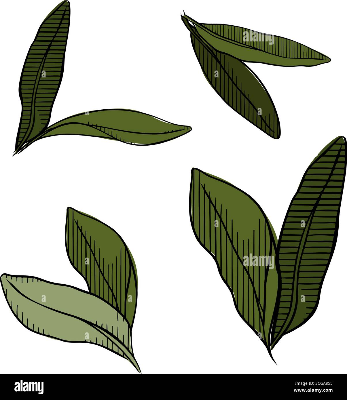 Grüne Blätter Oliven Komposition Set farbig. Abbildung der grafischen Vektorfarbe. Olivgrünes Blatt Logo Vorlage Natur Schönheit und gesund. Griechische Kunst Stock Vektor
