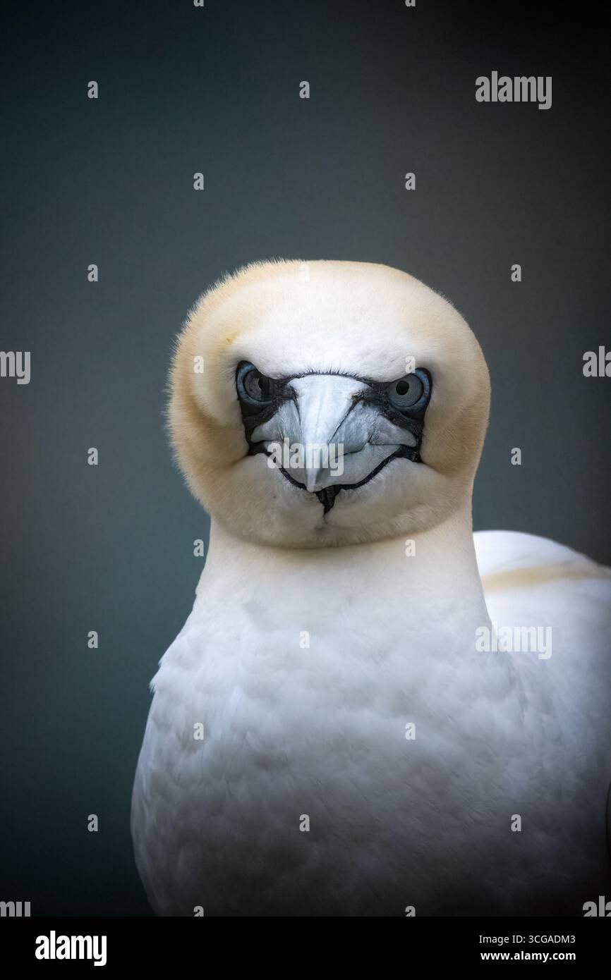 Porträt von Northern Gannet an den Bempton Cliffs in Yorkshire Stockfoto