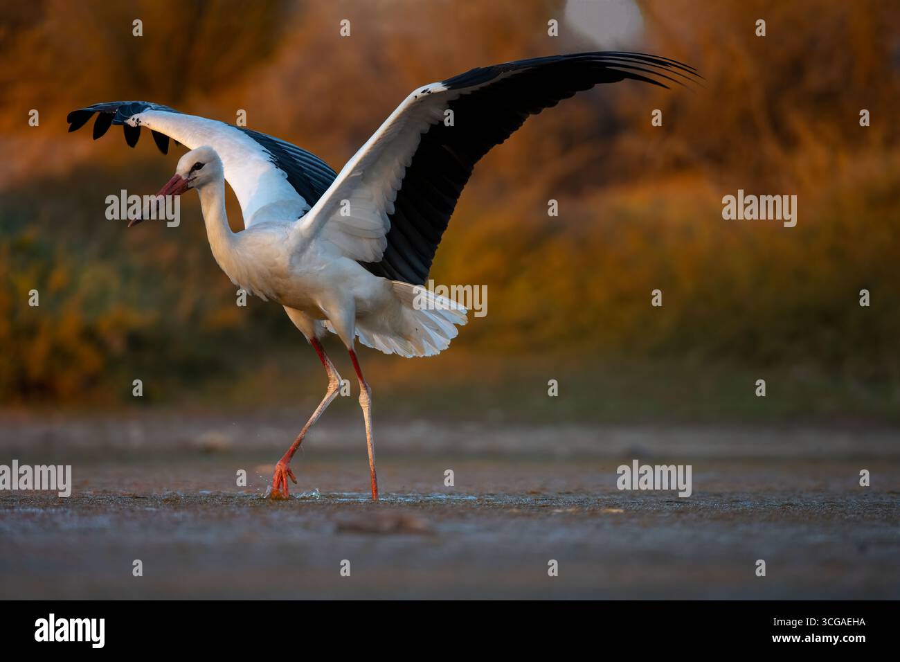 Anmutiger Storch im goldenen Licht, der durch Feuchtgebiete spaziert Stockfoto