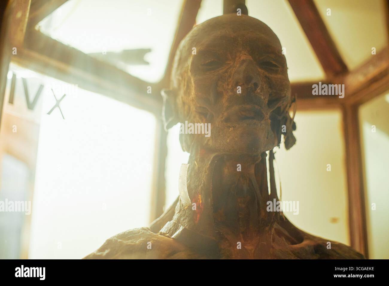 Menschliches anatomisches Modell mit Muskulatur und exponiertem Gewebe im Museum Stockfoto