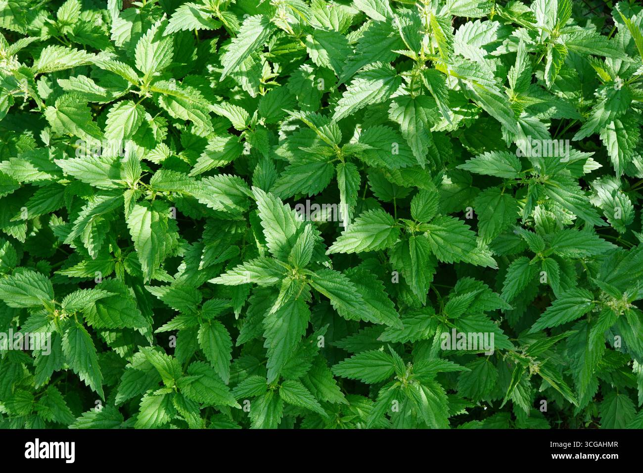 Nahaufnahme reifer Brennnesselpflanzen grüner Blätter Hintergrund Stockfoto