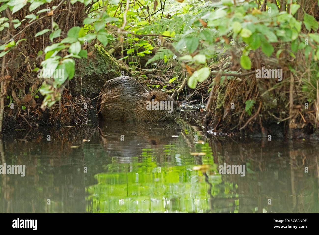 Nutria (Myocastor coypus), Kanal Alte Fahrt zwischen Bolter Schleuse und Caarp-See, Nationalpark Müritz, Mecklenburgische Seen, Mecklenburg-Westpommern Stockfoto