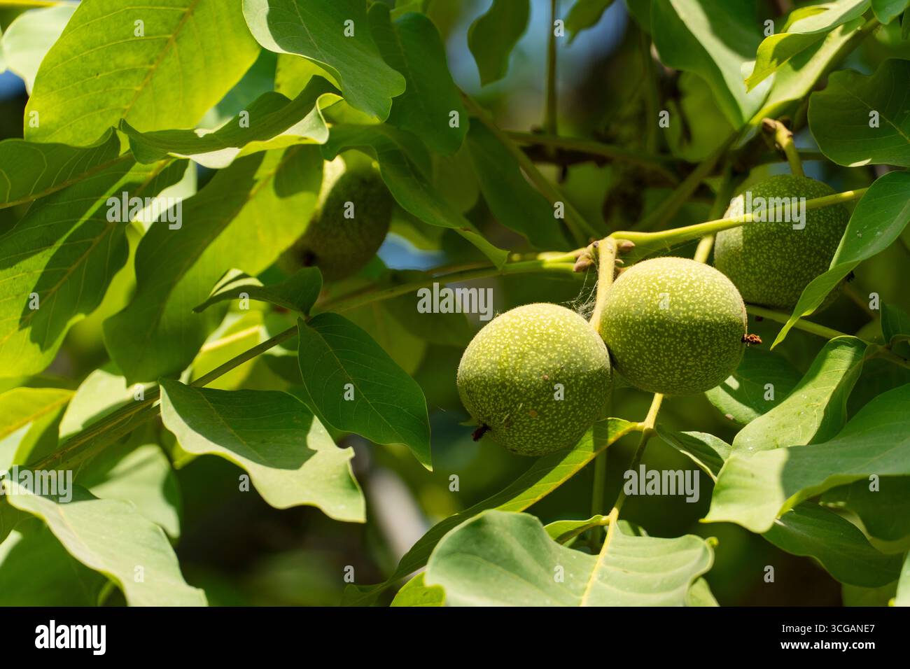 Nahaufnahme unreifer grüner Walnüsse in Schalen auf einem Walnussbaumzweig mit üppigen Blättern und natürlichem Sonnenlicht, perfekt für botanische oder saisonale Designs Stockfoto