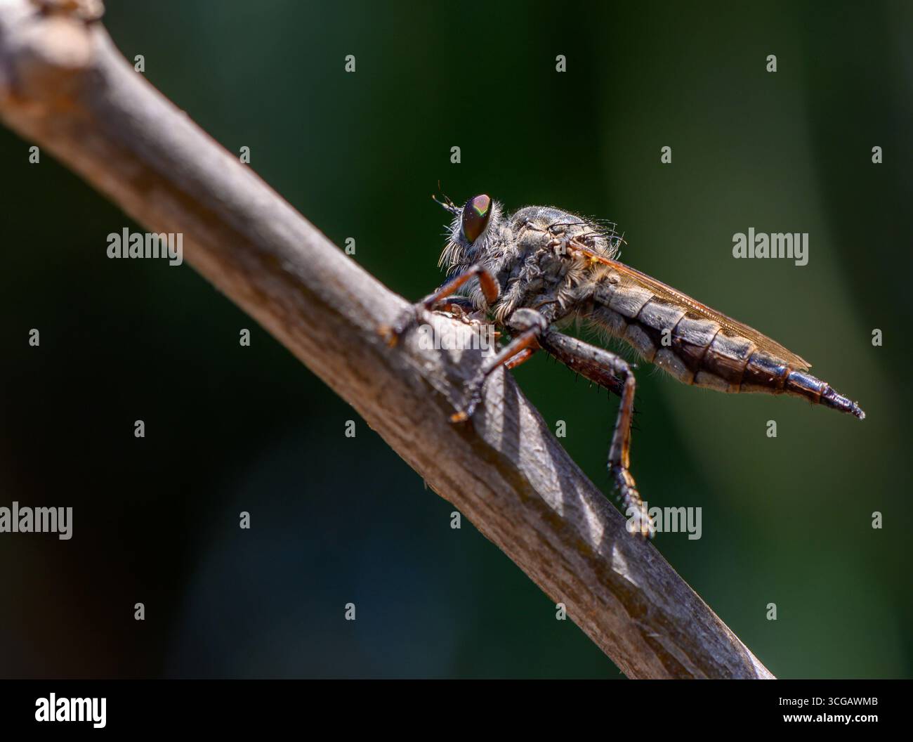 Eine Räuberfliege ruht auf einem Zweig in der natürlichen Landschaft Zyperns, die in detaillierten Makros mit weichem Hintergrund-Bokeh erfasst wird. Stockfoto