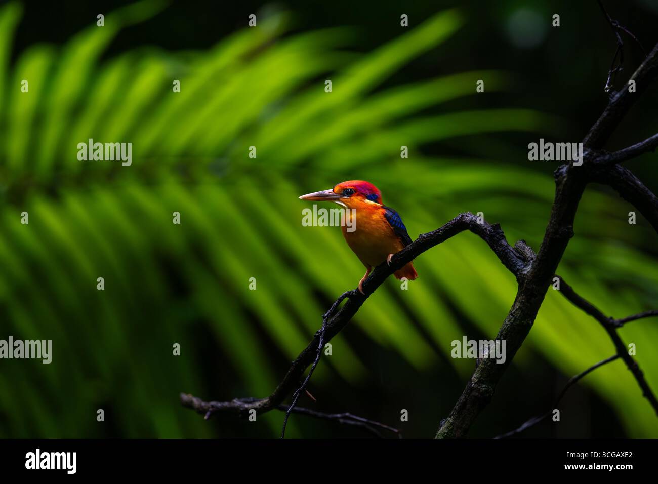 Orientalischer Zwergvogel - Juwel der Westlichen Ghats Stockfoto