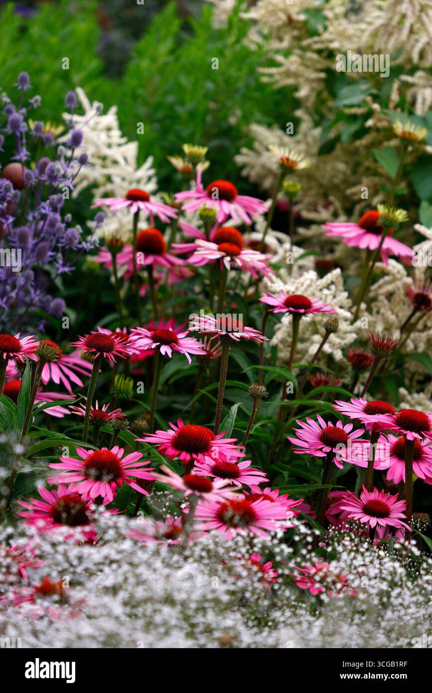Nahaufnahme der violetten rosa Blüten des Sommerblühgartens Perennial, einer Blume der Echinacea moodz Serie. Stockfoto