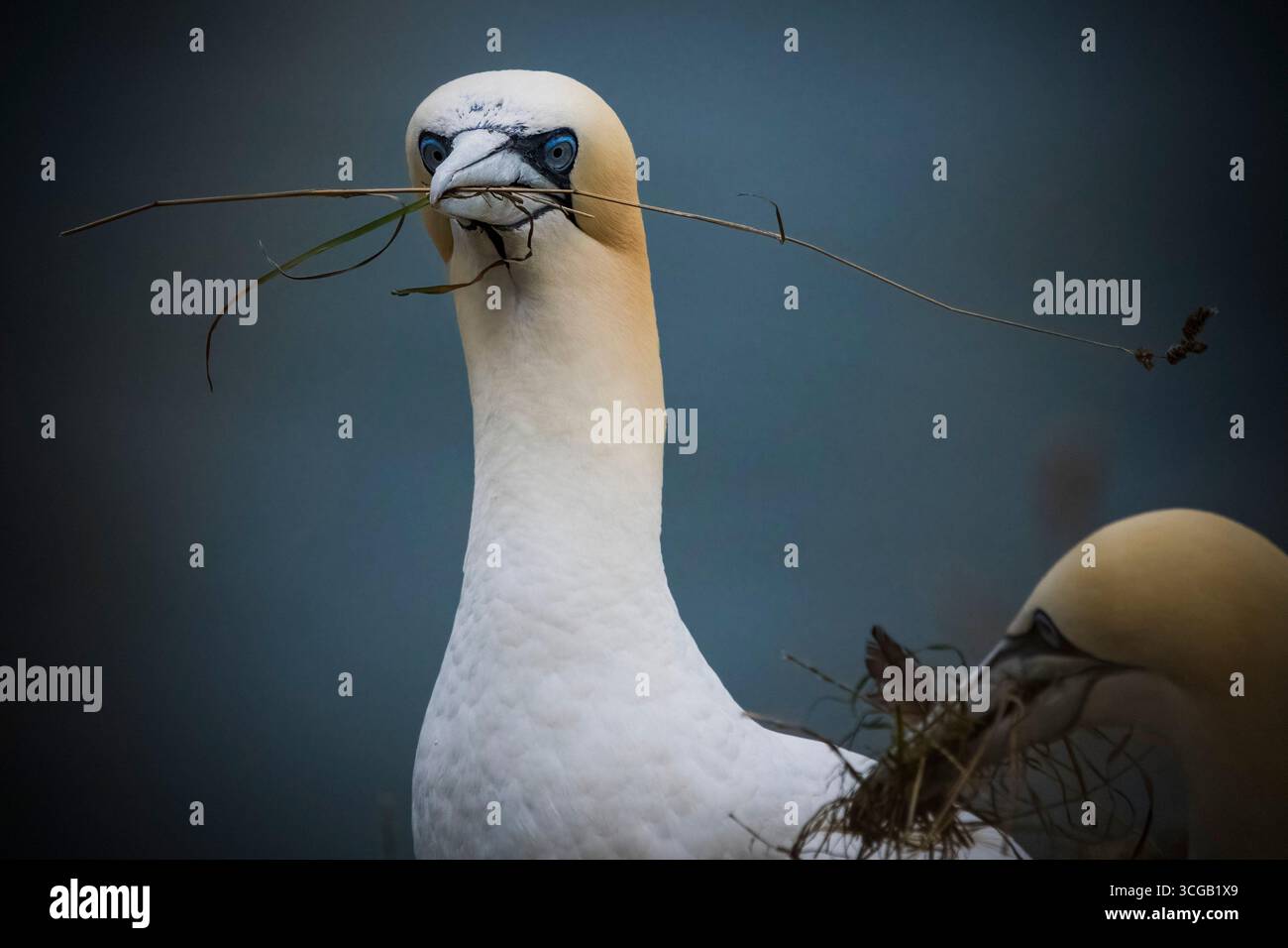 Nördliches Gannet mit Pflanzenmaterial im Schnabel Stockfoto