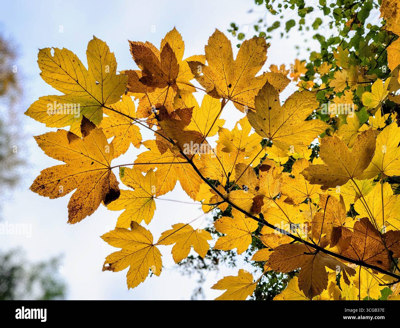 Herbstlich goldgelbe Ahornblätter auf einem Ast mit klarer Sicht nach oben zum Himmel, die alle zarten Details der Blätter zeigt. Stockfoto