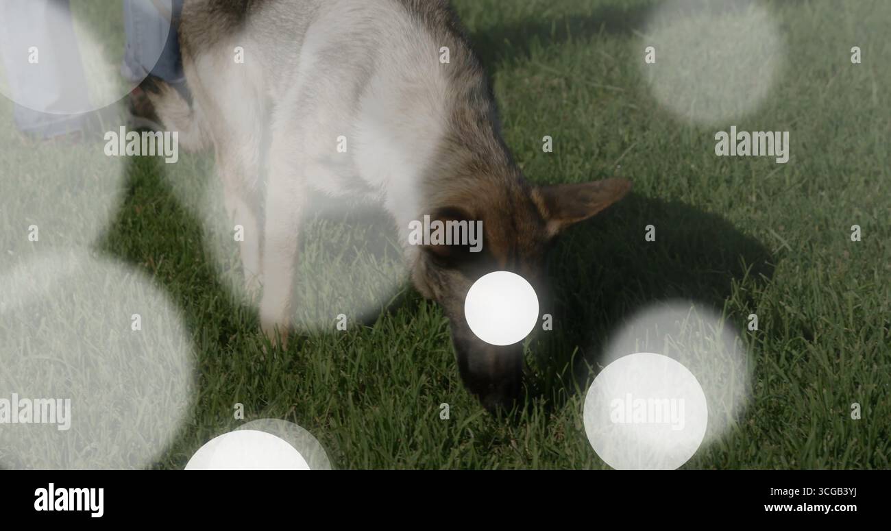 Erkunden Sie den braunen und schwarzen Schäferhund, der grünes Gras im Garten schnüffelt, mit Bokeh-Spots Stockfoto