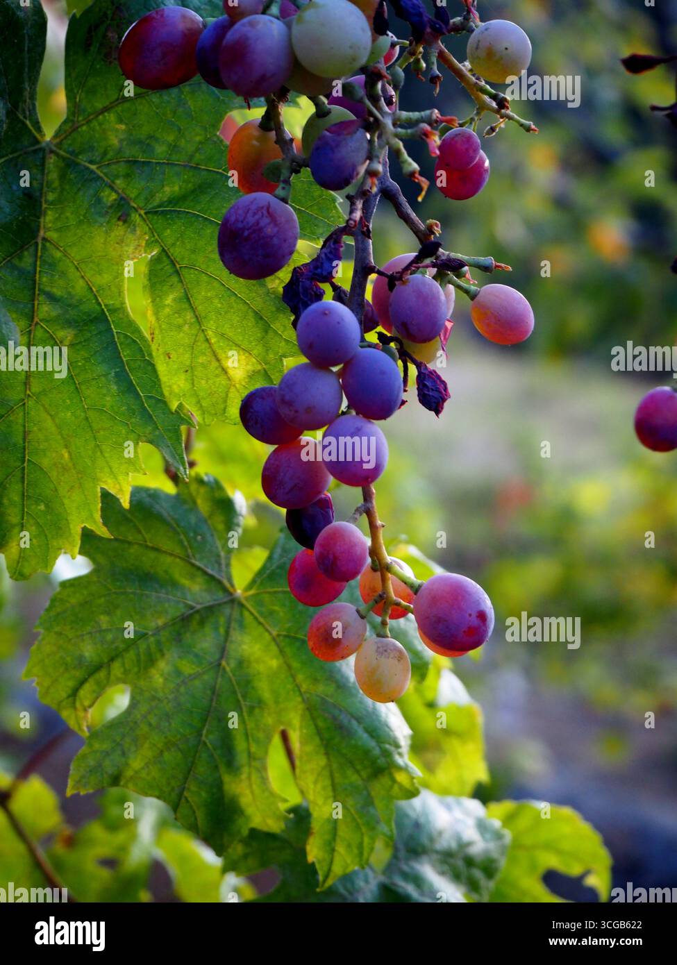 Bunte Trauben auf dem Zweig Stockfoto