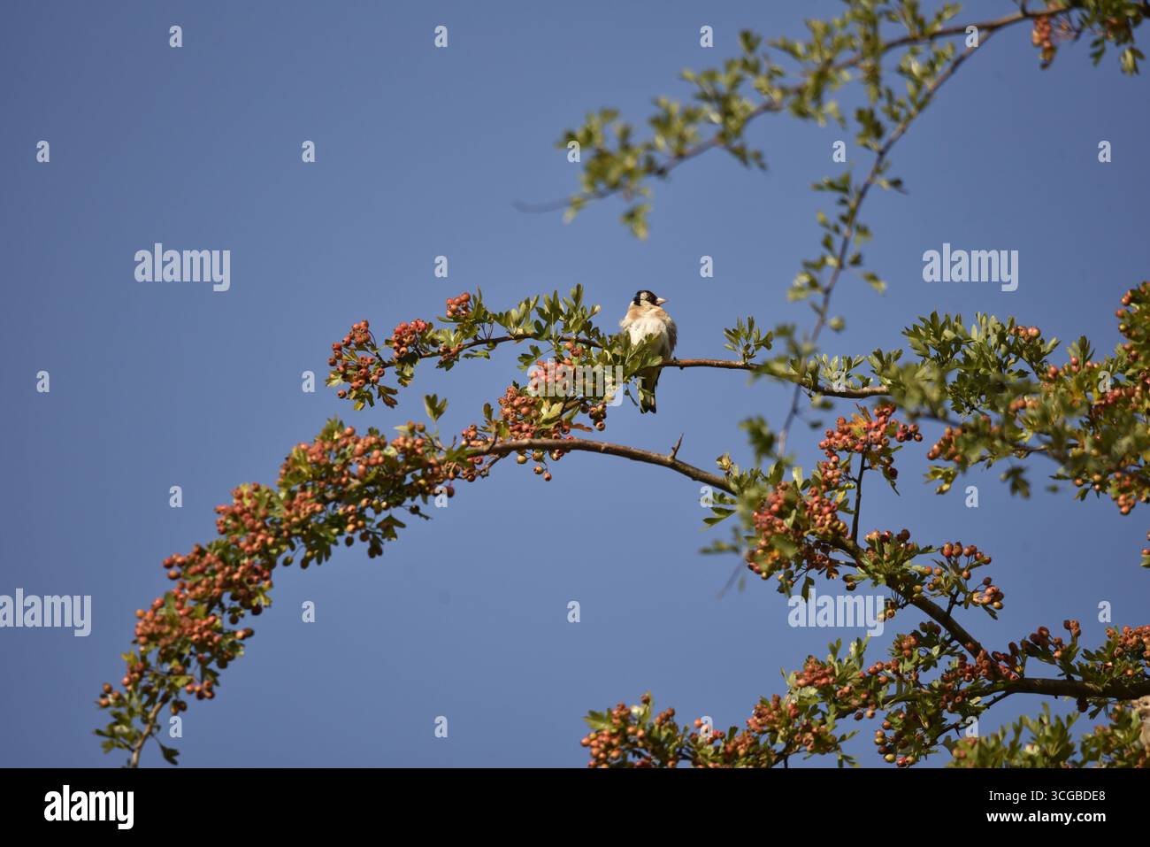 Europäischer Goldfinch (Carduelis carduelis) thronte hoch im Rowan Berry Bush zwischen Reifen Beeren in der späten Nachmittagssonne, aufgenommen in Wales, Großbritannien im August Stockfoto