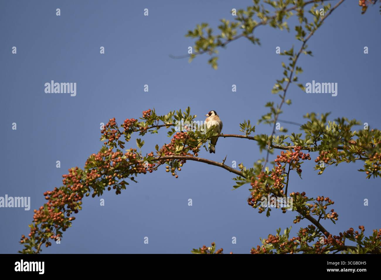 Bild eines europäischen Goldfinks (Carduelis carduelis), der sich zwischen Reifen Rotweinbeeren erhebt, Kopf nach links gedreht, gegen einen blauen Himmel, aufgenommen in Großbritannien Stockfoto