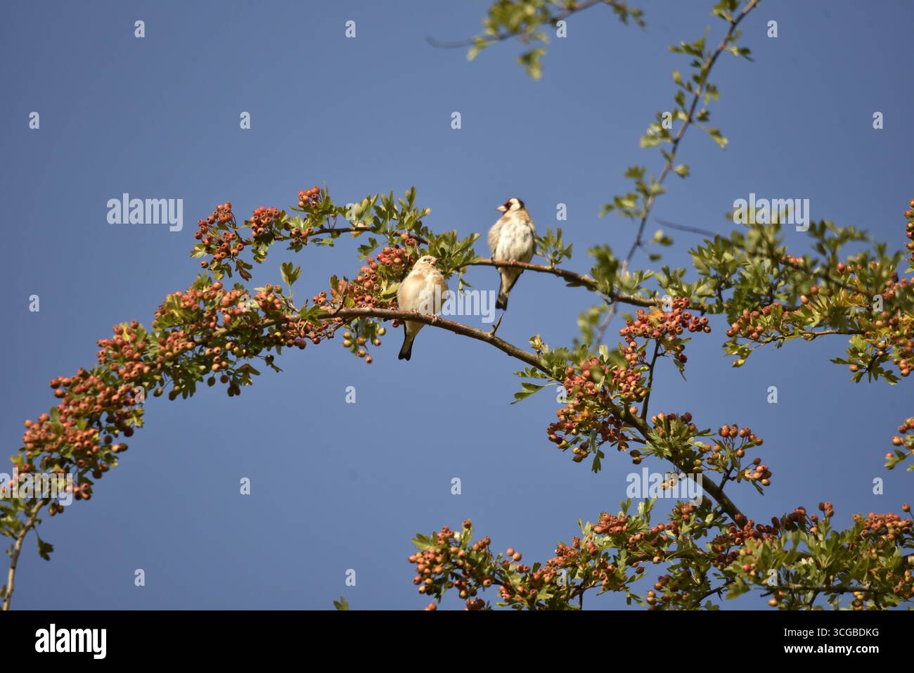 Junger Europäischer Goldfink (Carduelis carduelis) auf Rowan Berry Branch zwischen Reifen Beeren, mit Erwachsenen im Hintergrund, gegen Blue Sky, UK Stockfoto