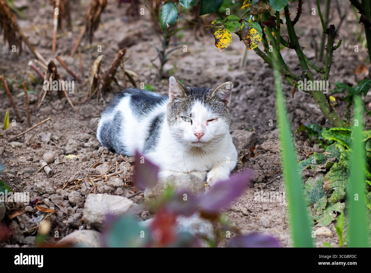 Eine ruhige, streunende Katze ruht friedlich zwischen den Pflanzen eines Gartens und zeigt ihr einzigartiges schwarz-weißes Fell. Ein perfekter Moment der Ruhe in der Natur. Stockfoto