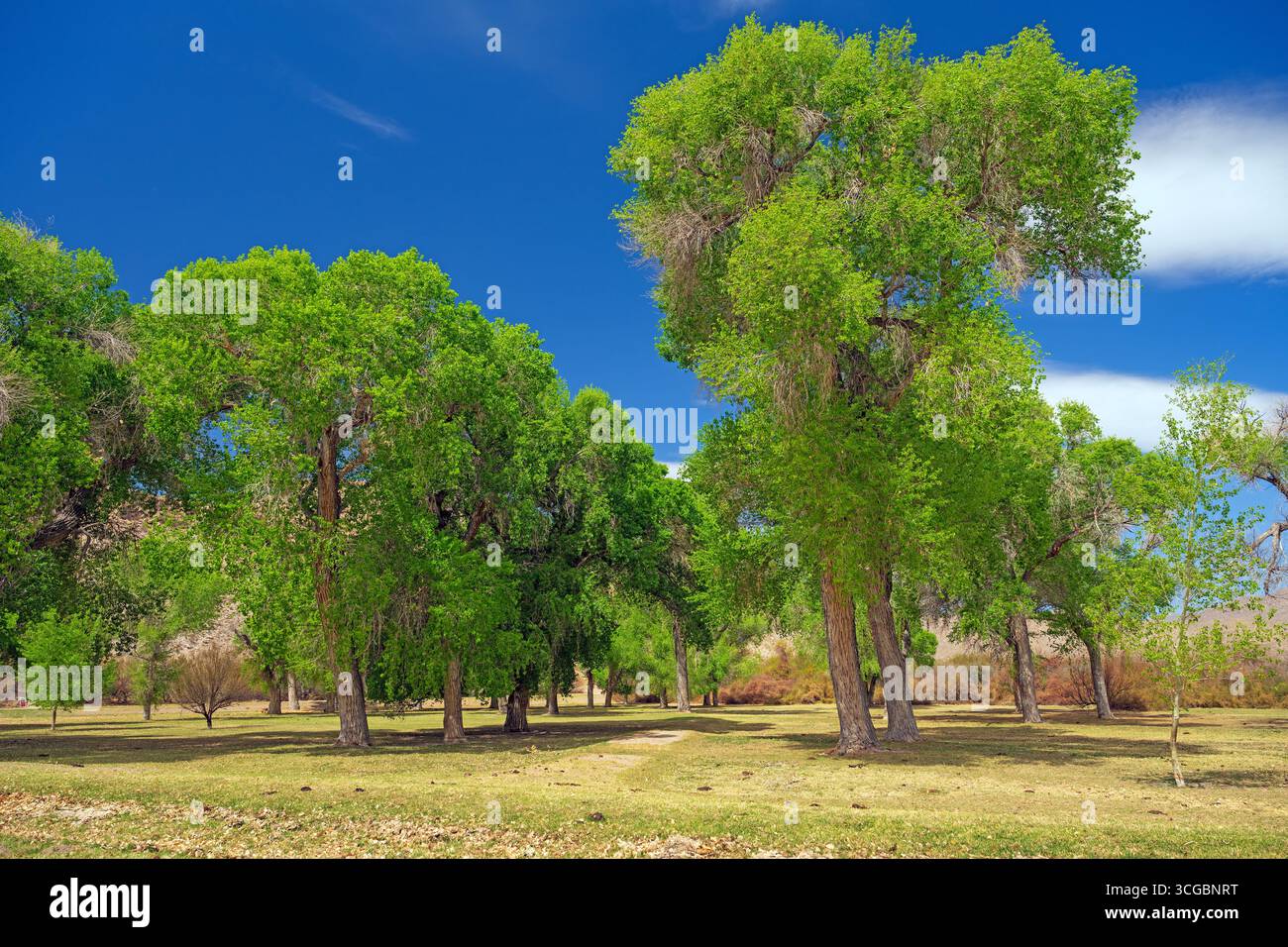 Großer Cottonwood-Wald am Rio Grande River im Big Bend National Park in Texas Stockfoto