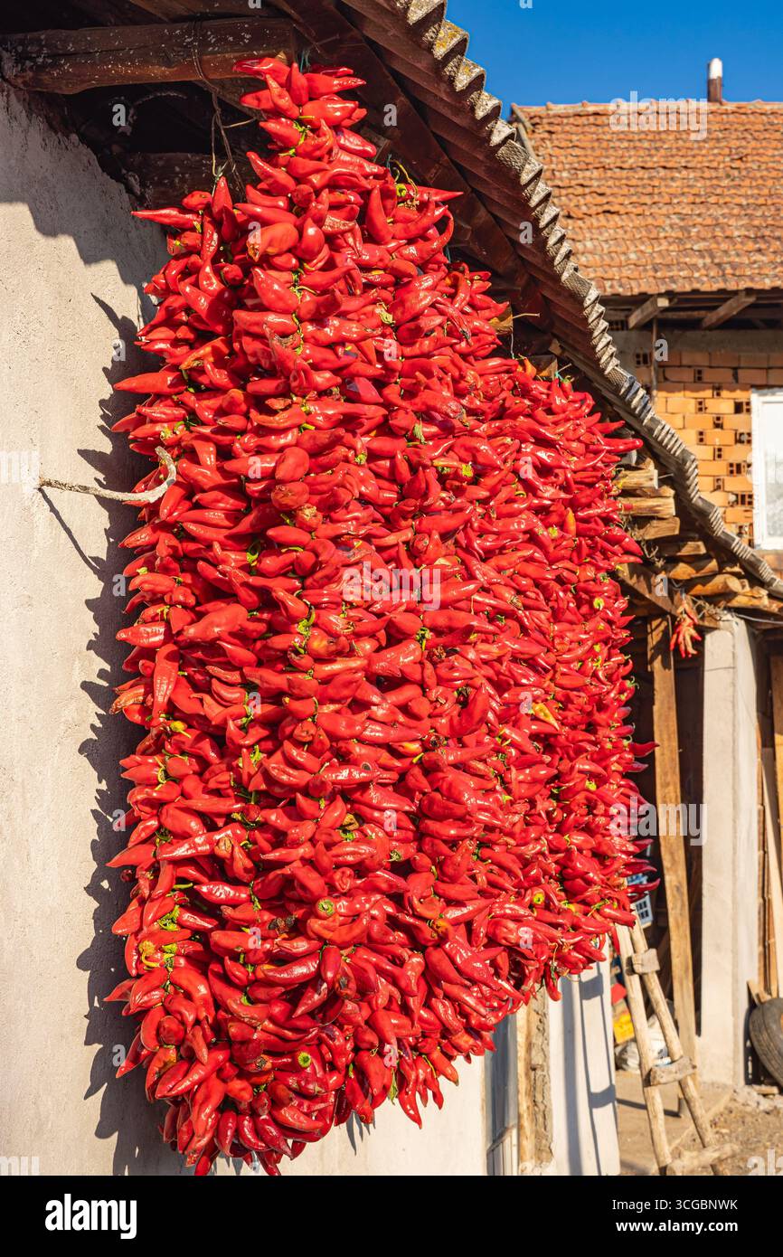Koreshnica, Demir Kapija, Vardar, Nordmazedonien. Stiche von roten Chilischoten hängen in der Sonne zum Trocknen. Stockfoto