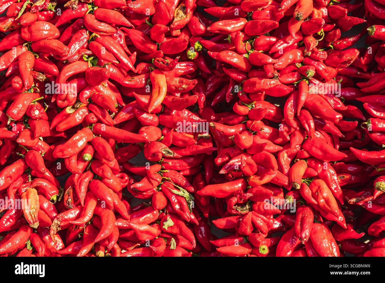 Koreshnica, Demir Kapija, Vardar, Nordmazedonien. Stiche von roten Chilischoten hängen in der Sonne zum Trocknen. Stockfoto