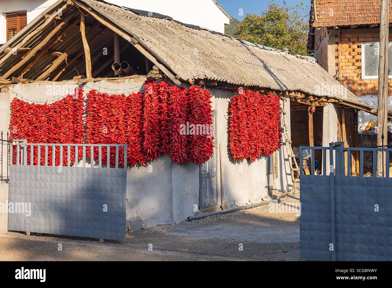 Koreshnica, Demir Kapija, Vardar, Nordmazedonien. Stiche von roten Chilischoten hängen in der Sonne zum Trocknen. Stockfoto