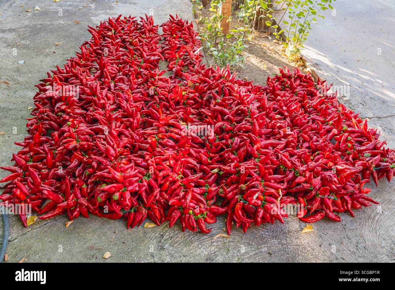 Koreshnica, Demir Kapija, Vardar, Nordmazedonien. Stacheln roter Chilischoten, bereit zum Trocknen. Stockfoto