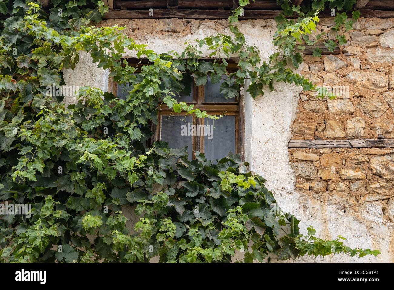Kuratica, Ohrid, Nordmazedonien. Efeu wächst auf einem alten Steingebäude. Stockfoto