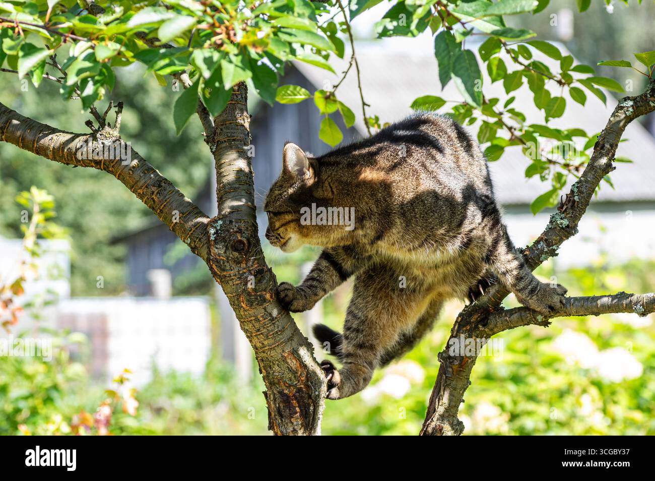 Tabby-Katze klettert auf einem Baumzweig im sonnigen Sommergarten. Verspieltes Haustier, das die Natur im Freien genießt. Stockfoto