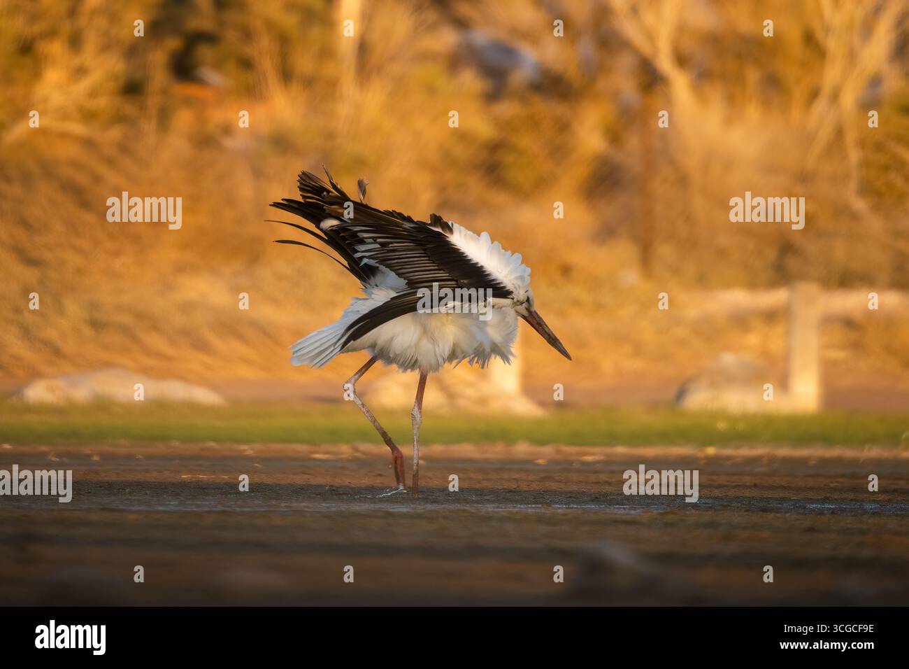 Anmutiger Storch im goldenen Licht auf der Suche nach seiner Nahrung Stockfoto