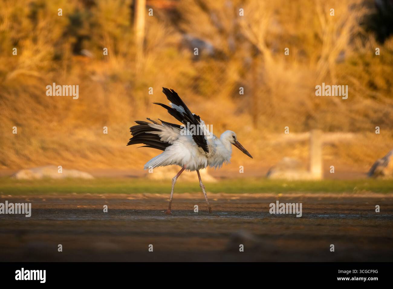 Anmutiger Storch im goldenen Licht auf der Suche nach seiner Nahrung Stockfoto
