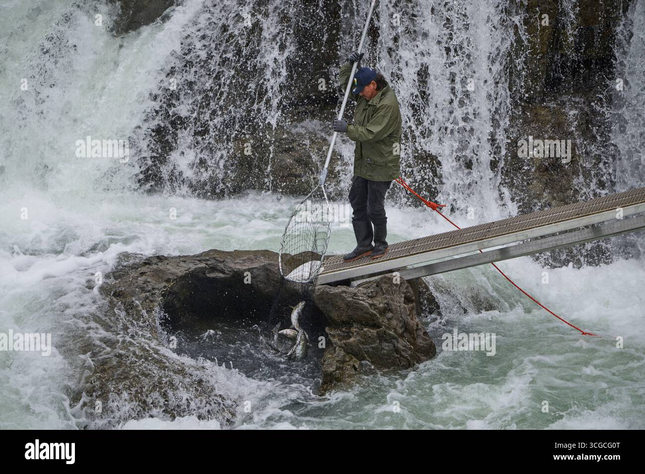Ein Mitglied der Wet’suewet’en First Nation verwendet ein Dipnet - die traditionelle Methode des Landes -, um in Witset, British Columbia, Kanada, Lachse zu fischen. Stockfoto