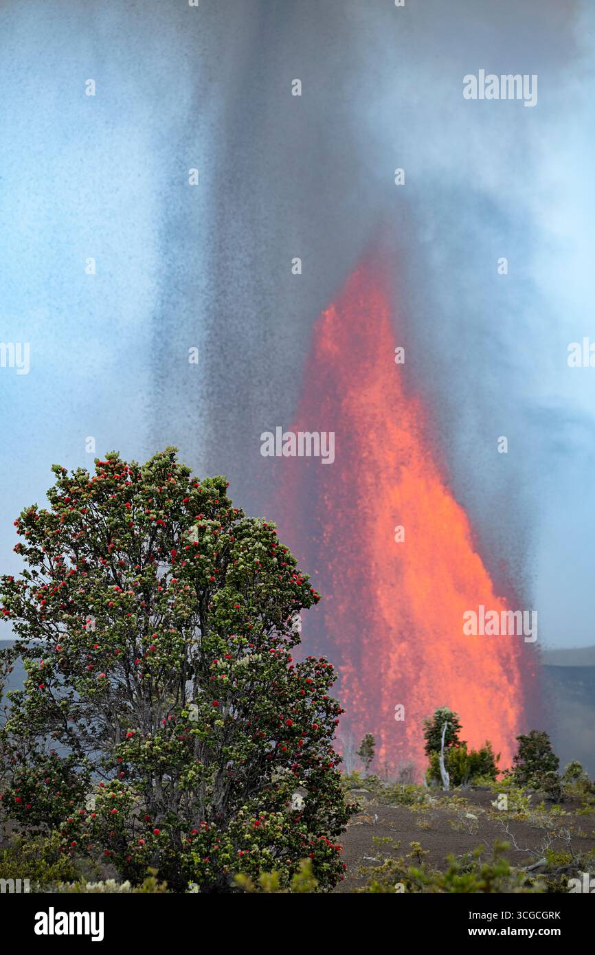 Ein endemischer Ohia-Lehua-Baum, Metrosideros polymorpha, umrahmt einen Brunnen aus heißer Lava, der über 1000 m vom Halemaumau-Krater, dem Kilauea-Vulkan, aufragt Stockfoto