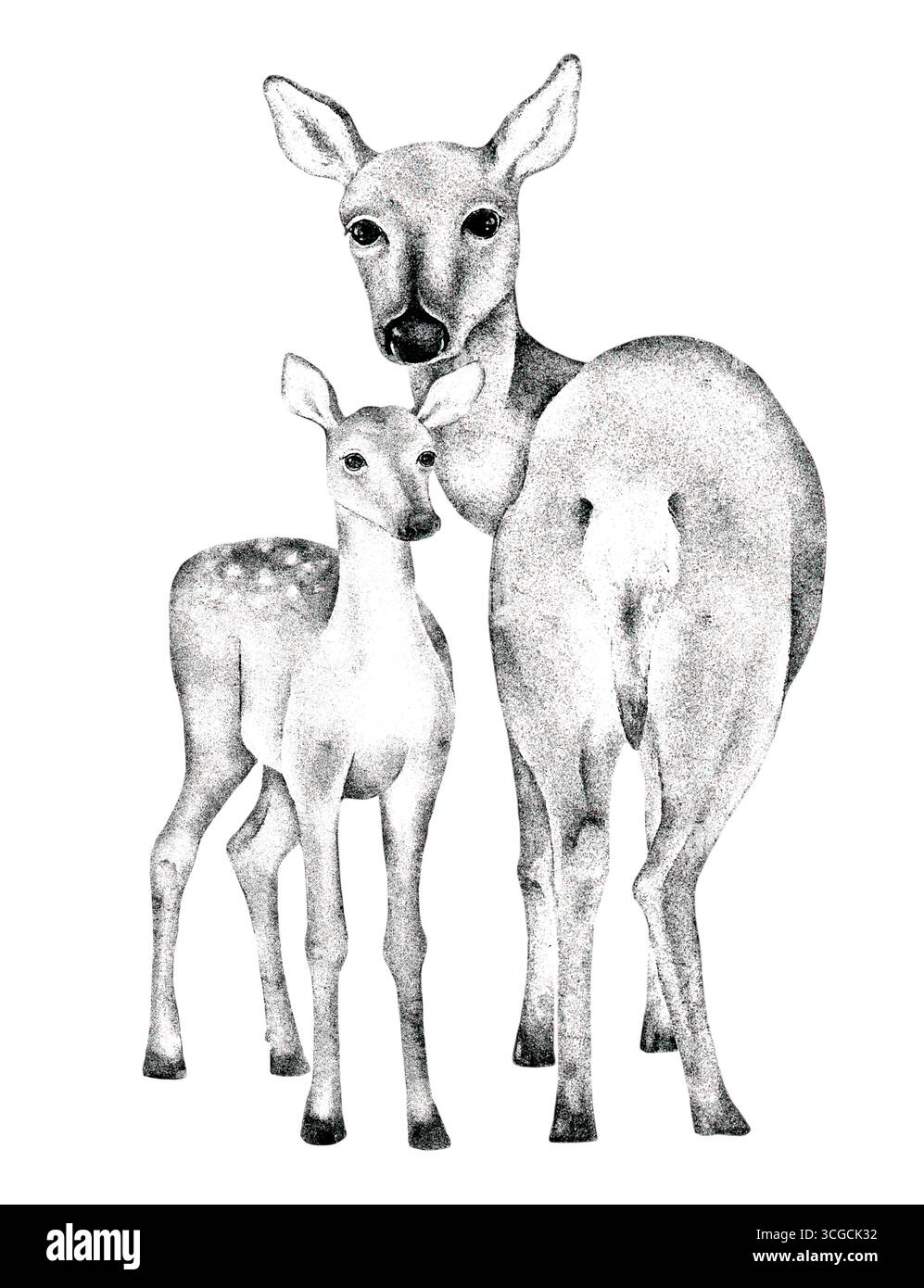 Handgezeichnete monochrome Illustration eines Hirsches mit Rehkitz, isoliert auf weißem Hintergrund. Bleistiftskizze mit Strichen, Tintenart, perfekt für Wildtiere, Stockfoto