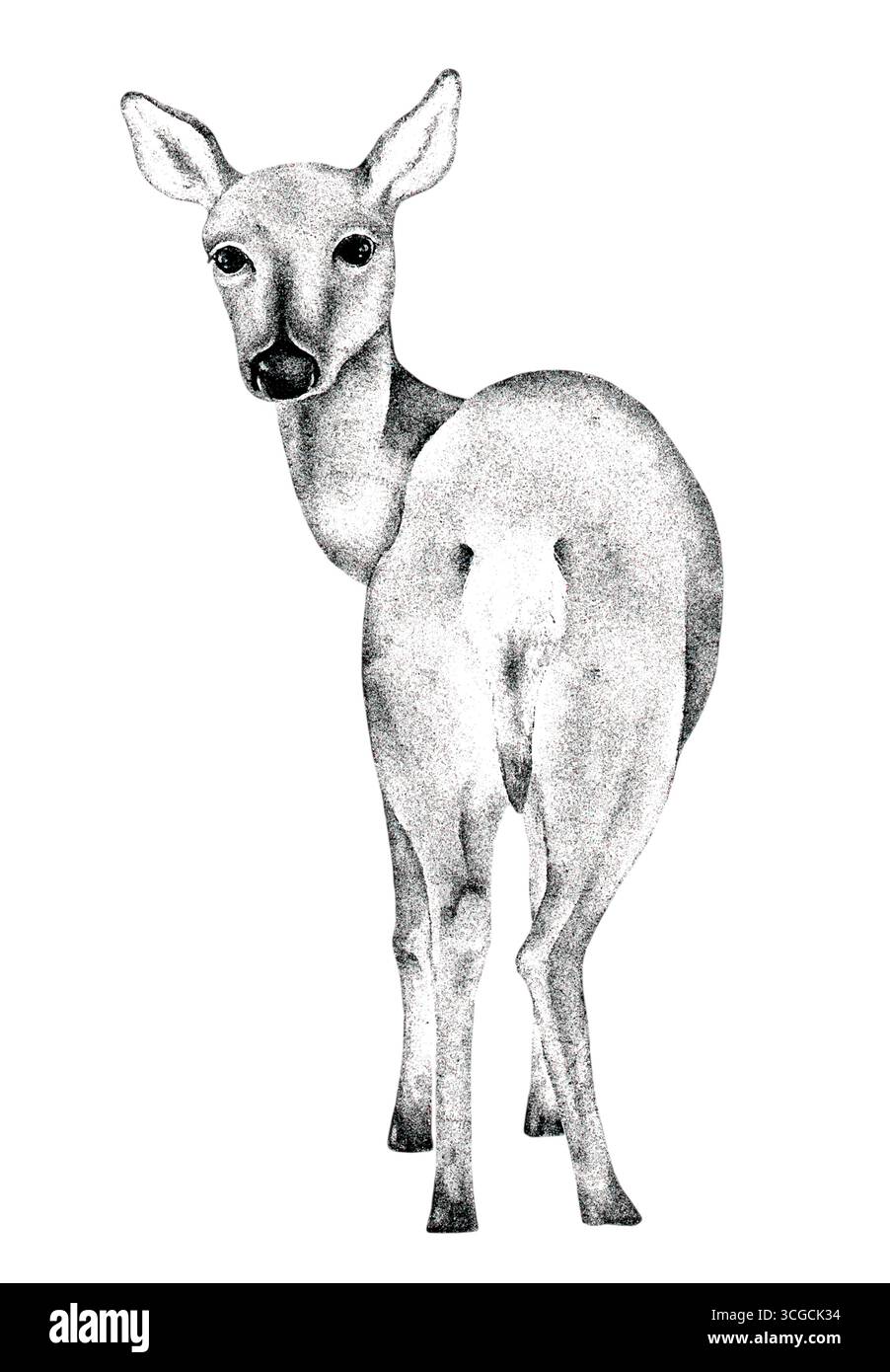 Handgezeichnete Vintage-Illustration des stehenden jungen Hirsches, isoliert auf weißem Hintergrund. Einfarbige Bleistiftzeichnung mit Strichen und Tintenstil, Retro-Joker Stockfoto