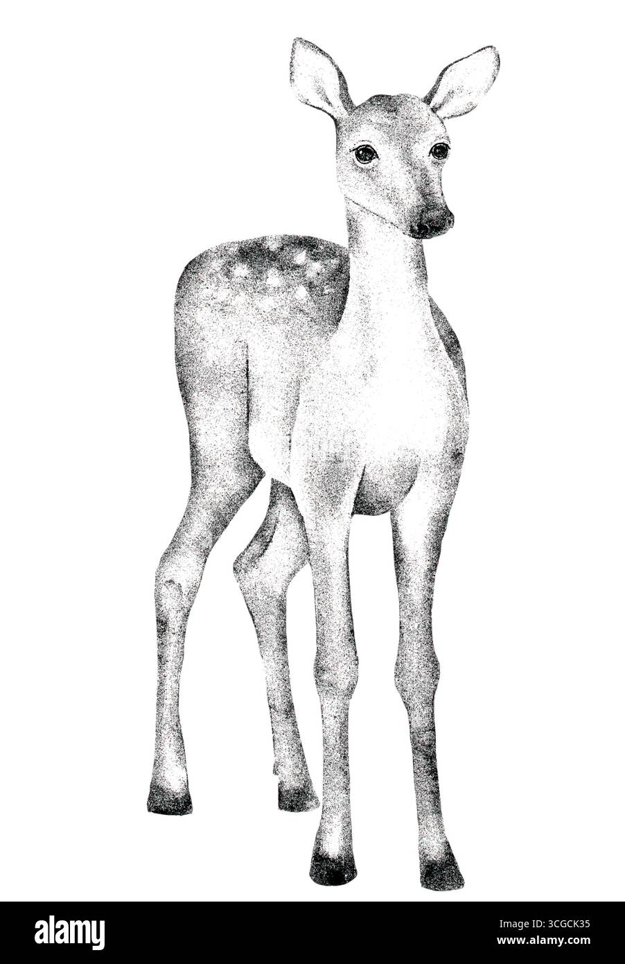 Vintage handgezeichnete Illustration eines stehenden Rehs, isoliert auf weißem Hintergrund. Bleistiftzeichnung mit Striche, Tinteneffekt und Gravurstil, passend Stockfoto