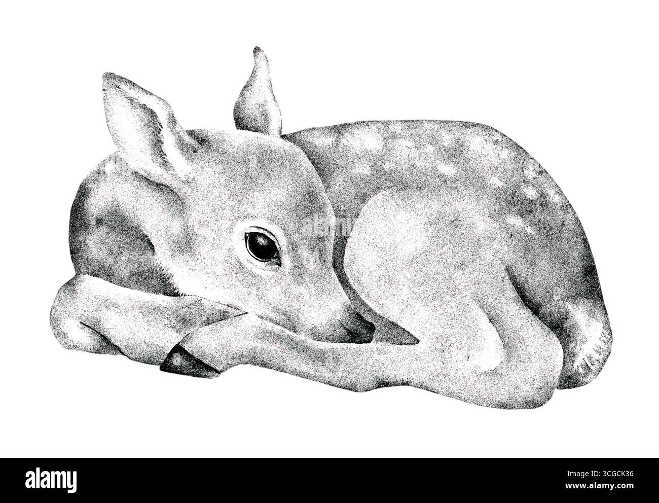 Handgezeichnete Grafik-Tusche-Illustration eines liegenden Rehs, isoliert auf weißem Hintergrund. Vintage-Schwarzweiß-Wildnis-Kunstwerke, geeignet für Bücher, S. Stockfoto