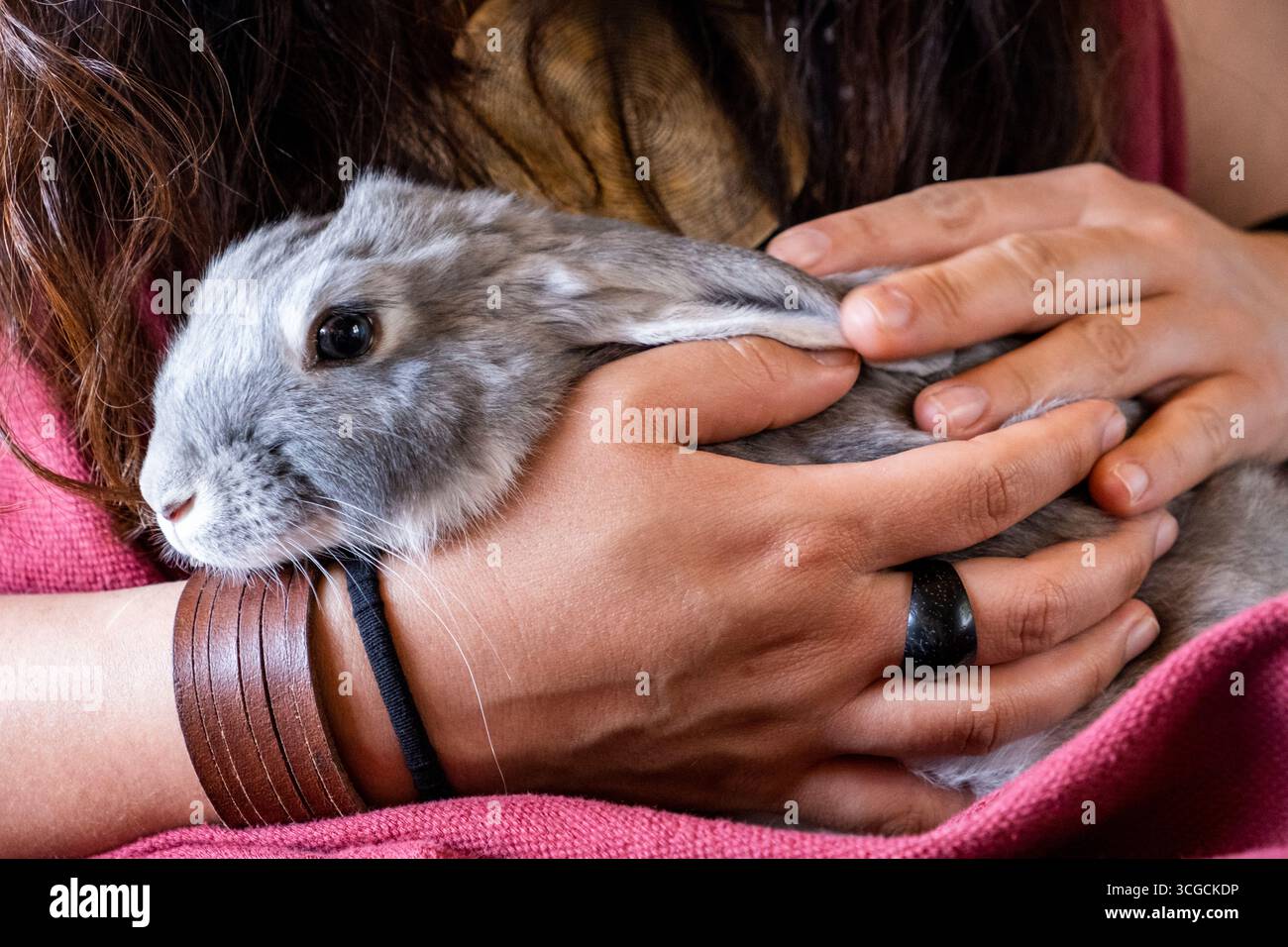 Süßer Haushase. Tapalpa, Mexiko Stockfoto