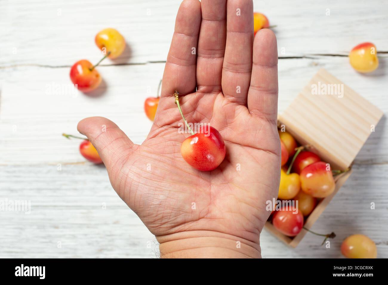 Eine Hand, die eine Rainierkirsche hält. Stockfoto