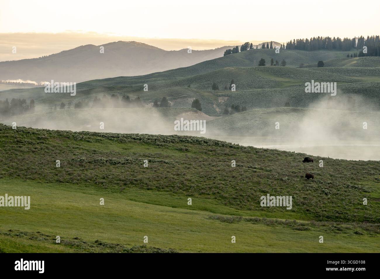 Zwei Bison Weiden Auf Hillside, Als Nebel Aus Dem Fluss Im Yellowstone-Nationalpark Steigt Stockfoto