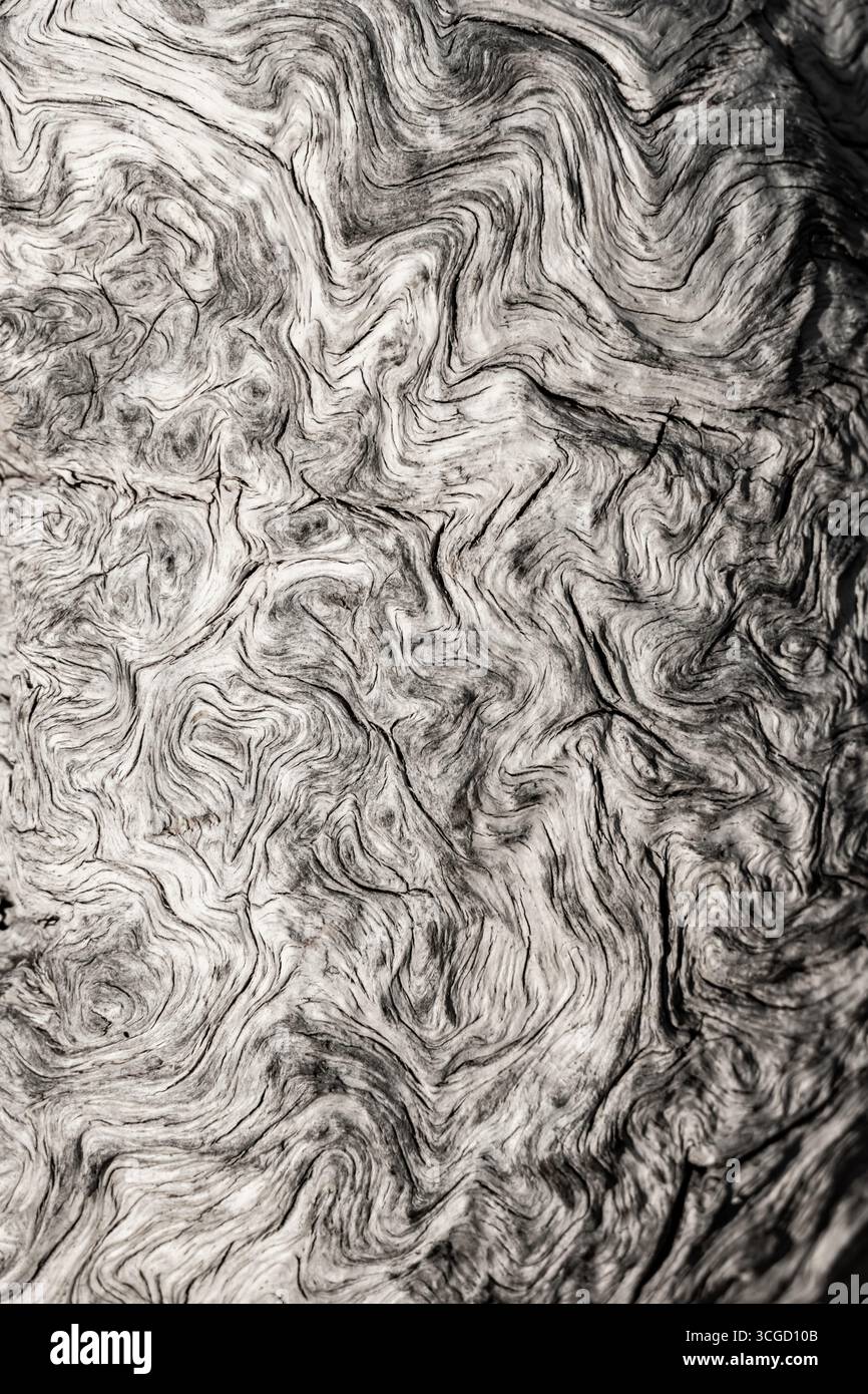 Verdrehte Textur Des Getrockneten Holzbodens In Schwarz-Weiß-Hintergrundbild Stockfoto