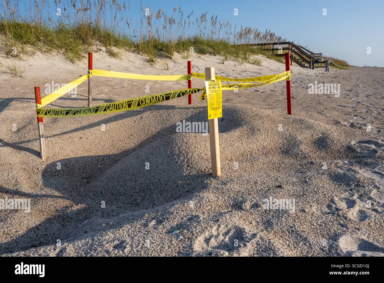 Geschützte Meeresschildkröten nisten am Fernandina Beach auf Amelia Island im Nordosten Floridas. (USA) Stockfoto
