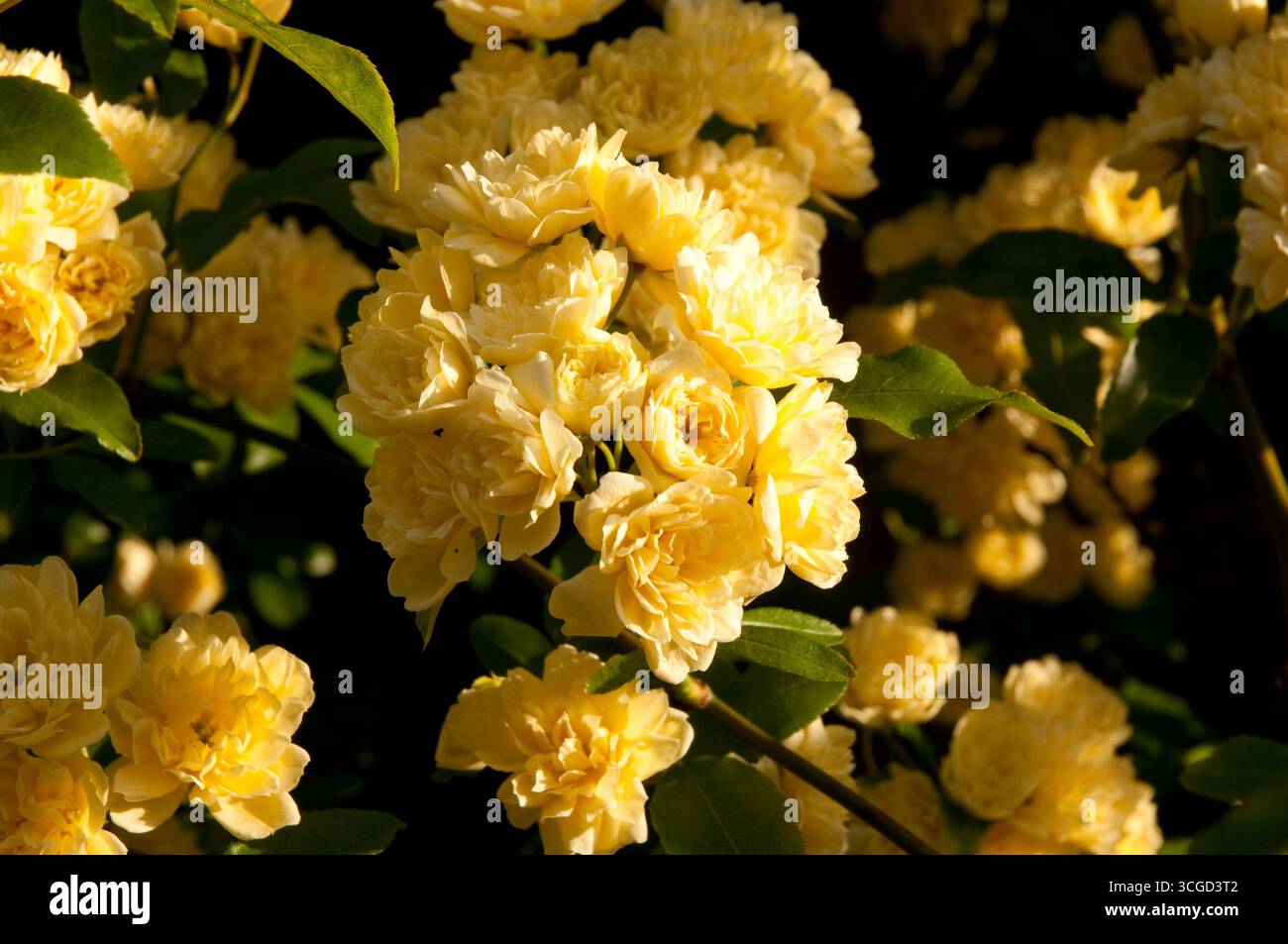 Blüten duftender gelber Rosen zeigen ihre Schönheit in einem üppigen Garten, umgeben von Grün an einem hellen Nachmittag. Stockfoto