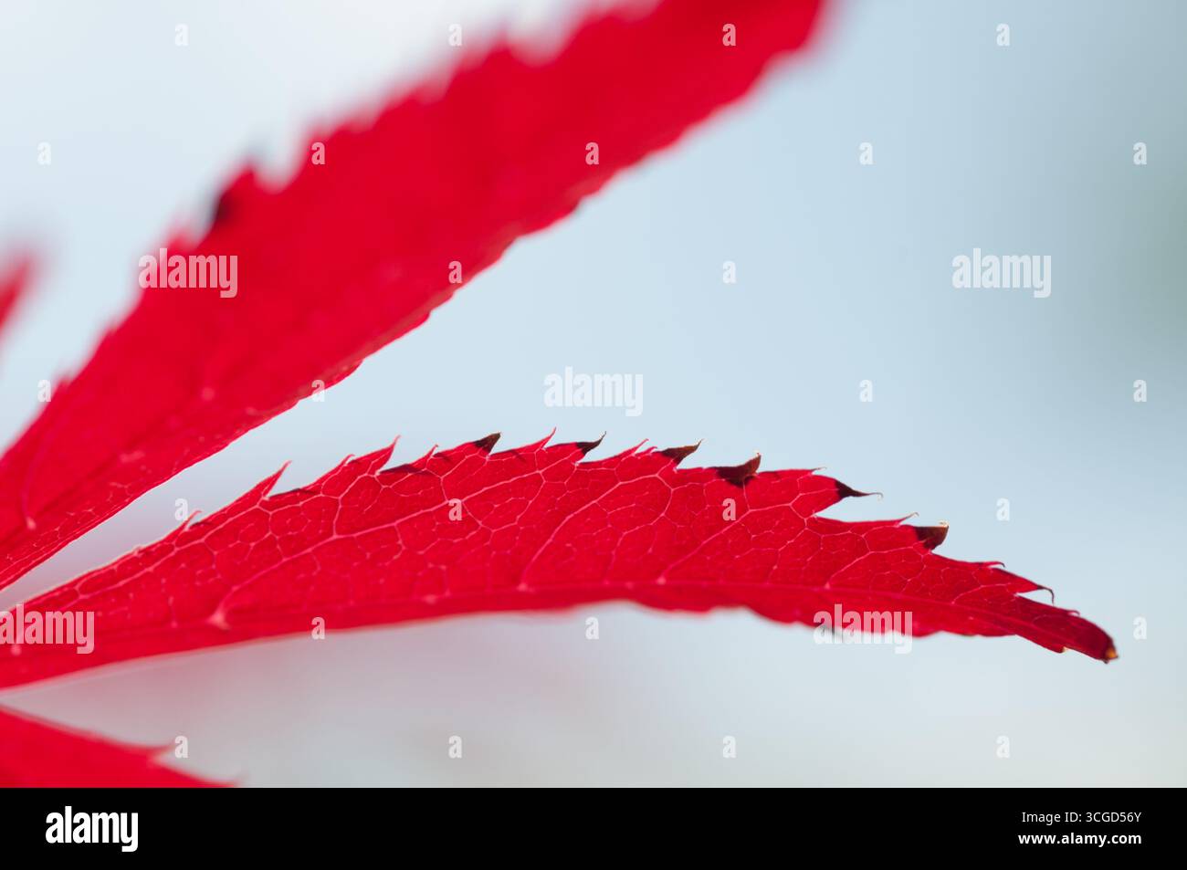 Nahaufnahme zarter roter Blätter, die in der Herbstsaison Adern und Kanten vor weichem Hintergrund hervorheben. Stockfoto
